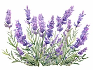 Naklejka premium Lavender flowers in vintage garden style watercolor illustration on white background