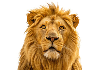 Fototapeta premium Majestic lion portrait highlighting prominent mane and piercing gaze for wildlife awareness campaign and educational materials