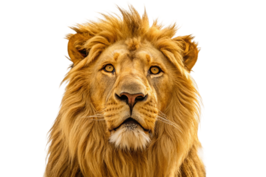 Majestic lion portrait highlighting prominent mane and piercing gaze for wildlife awareness campaign and educational materials