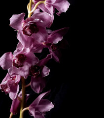 Elegant luxury pink cymbidium orchid on black background. Close-up reveals the details of the...