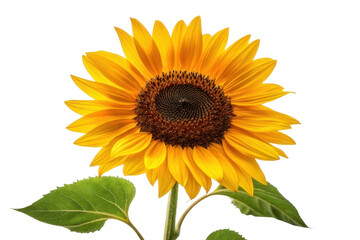 Fototapeta premium Bright sunflower with vibrant yellow petals and rich brown center for nature and gardening themes