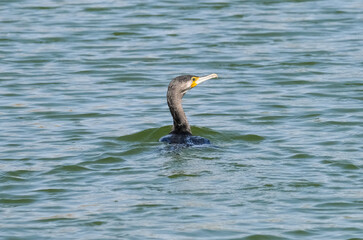 Great Cormorant (Lat.- Phalacrocorax carbo) swims on the lake