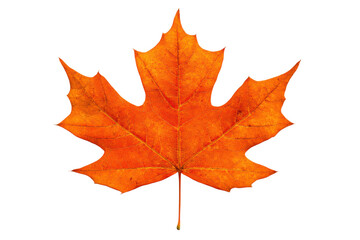 Fototapeta premium Bright orange maple leaf in autumn season, cut out