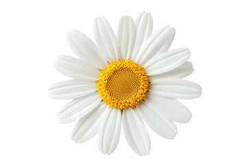 Fototapeta premium Bright white daisy with yellow center blossoms, cut out