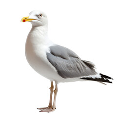 Seagull isolated on transparent background, PNG