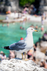 Seagull in sharp focus, standing against a blurred background of a well-known tourist spot.