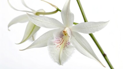 Obraz premium White Orchid Blossom Close-up