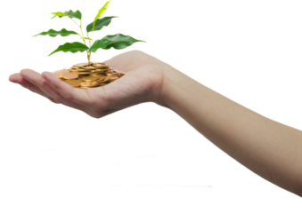 Hand Holding Coins with a Growing Plant. Financial Growth Concept.  Close-up of an open human hand holding a pile of gold coins with a small green plant sprouting from the top. Transparent backgraund 