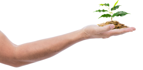 Hand Holding Coins with a Growing Plant. Financial Growth Concept.  Close-up of an open human hand holding a pile of gold coins with a small green plant sprouting from the top. Transparent backgraund 