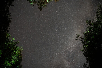 Tranquil forest under a star-studded night sky, where countless galaxies shine above the lush treetops.