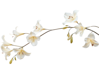 White lily flower branch with long curved stem isolated on transparent background for elegant and artistic floral design inspiration
