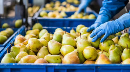 Pears in Blue Plastic Boxes Being Sorted by Workers in Blue Gloves Inside Warehouse For Distribution and Sale