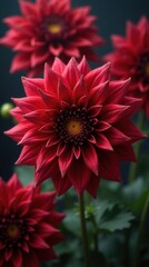 Vivid Red Dahlia Flower with Water Droplets, Soft Blurred Background, Close-up Photography, High Resolution, Professional Quality