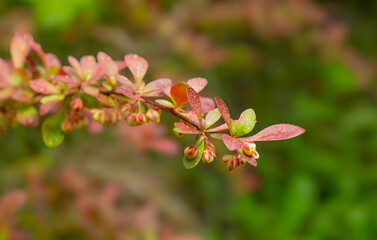spring background with flowers and plants