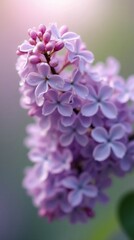 Soft-focus Lilac Blossoms with Morning Dew, Romantic Early Spring Mood, Airy Composition