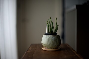 窓辺でカーテン越しの朝日を浴びている観葉植物