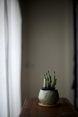窓辺でカーテン越しの朝日を浴びている観葉植物