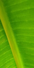 Macro Photography of a Green Banana Leaf, Illustrating Natural Textures and Patterns with a Focus on the Central Midrib and Surface Details, Angled Composition