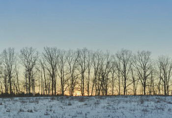Sunset in a field on a frosty winter day. Silhouettes of bare trees in the field. Panoramic view. Nature background.
