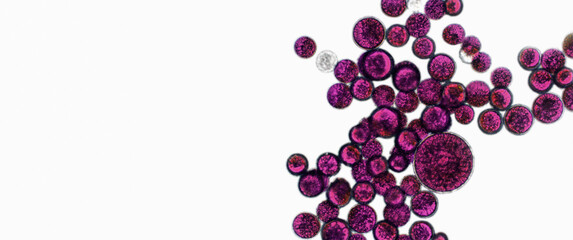 Probiotics, lactic acid bacteria. Algae, bacteria and microorganisms. Microscopic probiotics, bacterial flora