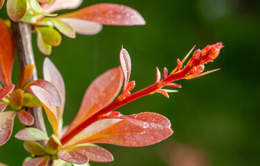 spring background with flowers and plants