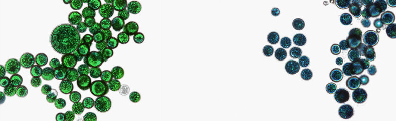 Probiotics, lactic acid bacteria. Algae, bacteria and microorganisms. Microscopic probiotics,...