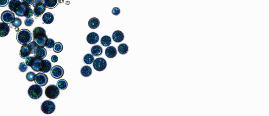 Probiotics, lactic acid bacteria. Algae, bacteria and microorganisms. Microscopic probiotics, bacterial flora