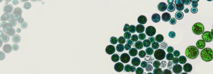 Probiotics, lactic acid bacteria. Algae, bacteria and microorganisms. Microscopic probiotics, bacterial flora