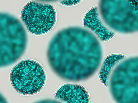 Probiotics, lactic acid bacteria. Algae, bacteria and microorganisms. Microscopic probiotics, bacterial flora