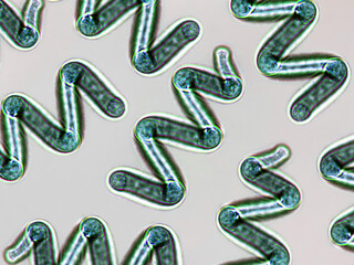 Probiotics, lactic acid bacteria. Algae, bacteria and microorganisms. Microscopic probiotics, bacterial flora