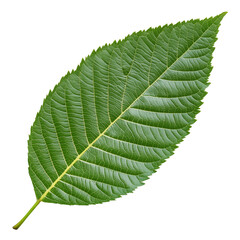Obraz premium Walnut tree leaf