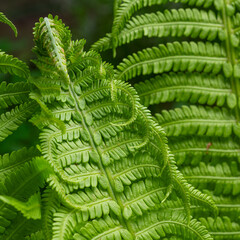spring background with flowers and plants