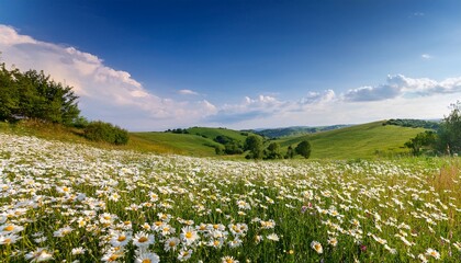 beautiful spring and summer natural panoramic pastoral landscape with blooming field of daisies in the grass in the hilly countryside