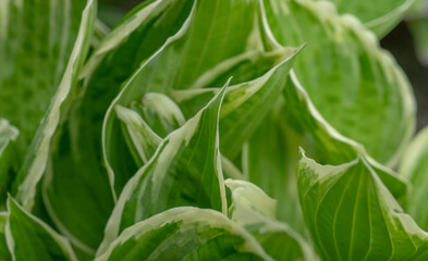 spring background with flowers and plants