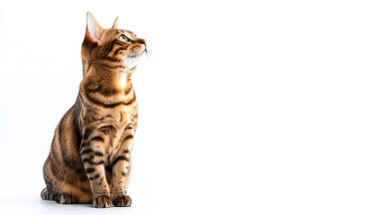 猫とコピースペース