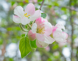 spring background with flowers and plants