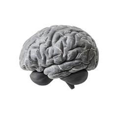 Brain isolated on white background