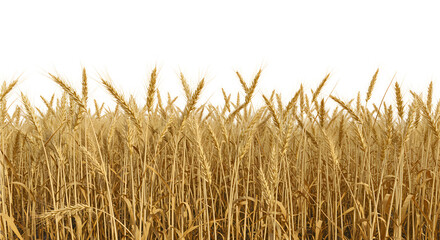 Wheat field with golden wheat on a white background