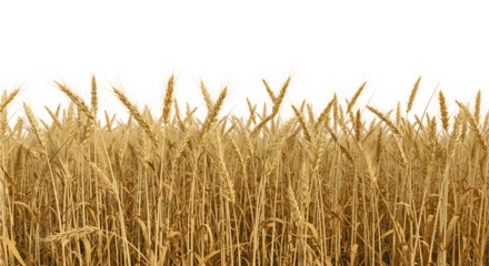 Wheat field with golden wheat on a white background