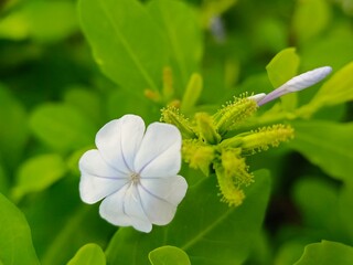 Selective focus of Plumbago auriculata flower in the garden 