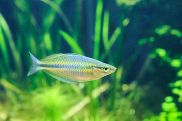 A vibrant rainbowfish swims gracefully in a lush, green-planted aquarium, displaying iridescent...