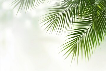 Obraz premium Palm Leaves on Light Background