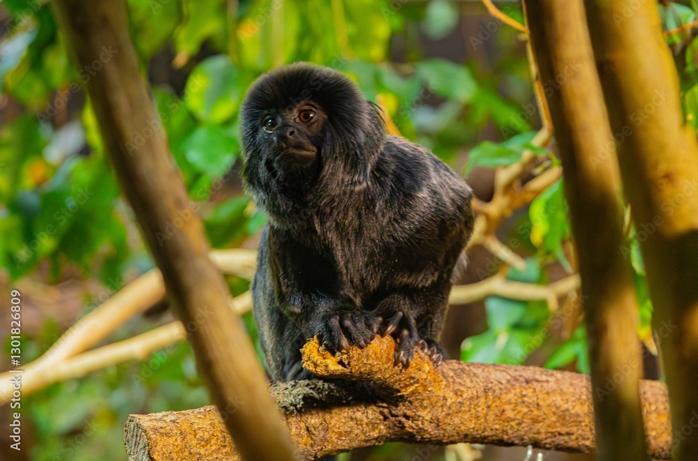 Wall mural black monkey on a tree branch in a forest