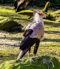 Fototapeta premium Majestic Secretary Bird in Sunlit Grass