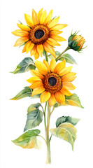 Watercolor sunflowers, clipart isolated on a white background.