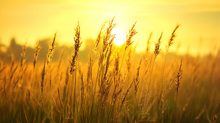 Fototapeta premium Photo Golden Hour Meadow Sunrise Nature Landscape Photography
