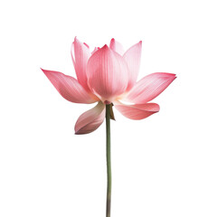beautiful pink lotus flower with delicate petals and slender stem, symbolizing purity and tranquility