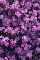 Vibrant Field of Delicate Purple Flowers in Full Bloom Captured on a Bright Sunny Day, Nature's Beauty Showcased in Lush Garden Display