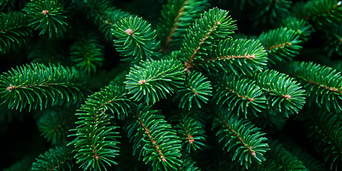 Photo Lush Green Pine Tree Needles Nature Background