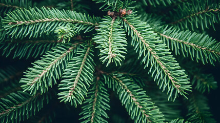 Photo Close-Up Green Pine Tree Needles Branches Nature Forest